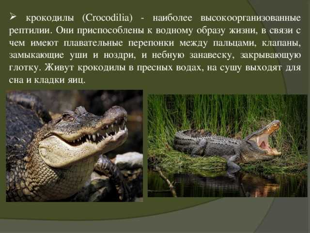 Южный желтоклювый птица-носорог