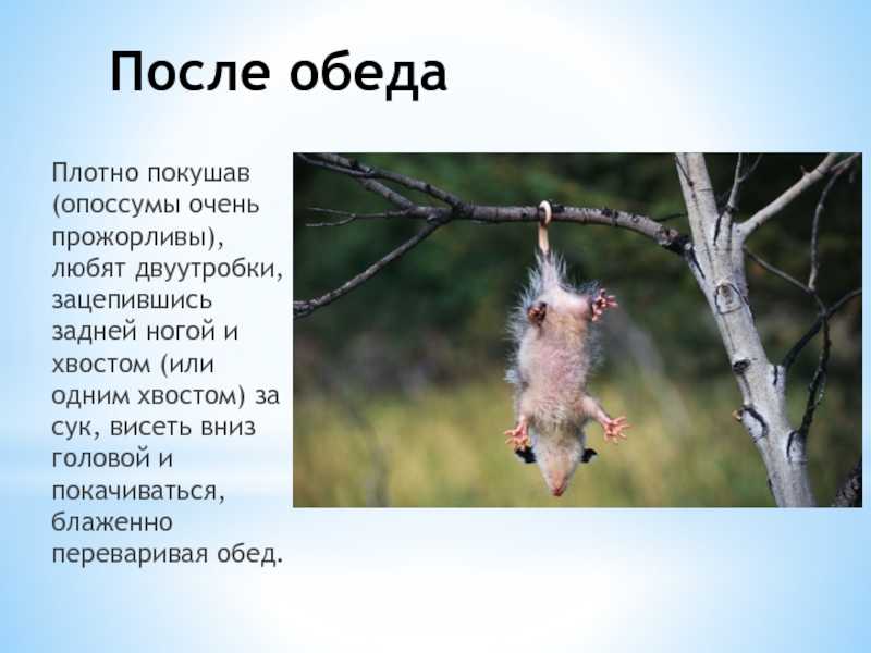 Опоссум – зверек из мелового периода