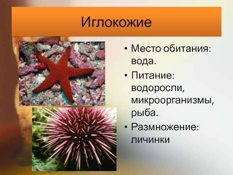 Иглокожие – определение, характеристики и примеры