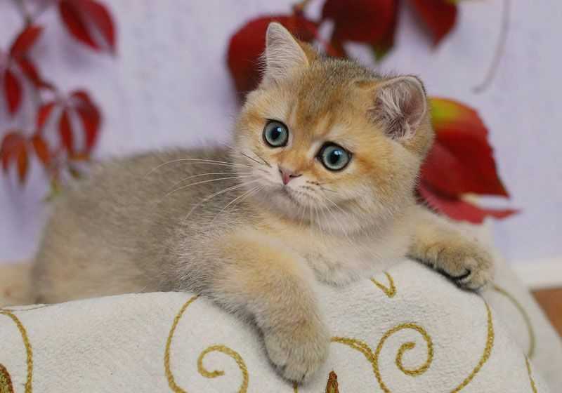 20 редких видов диких кошек, о которых многие и не слышали