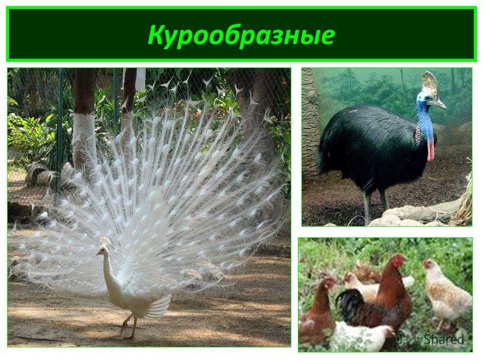 Отряд куриные представители