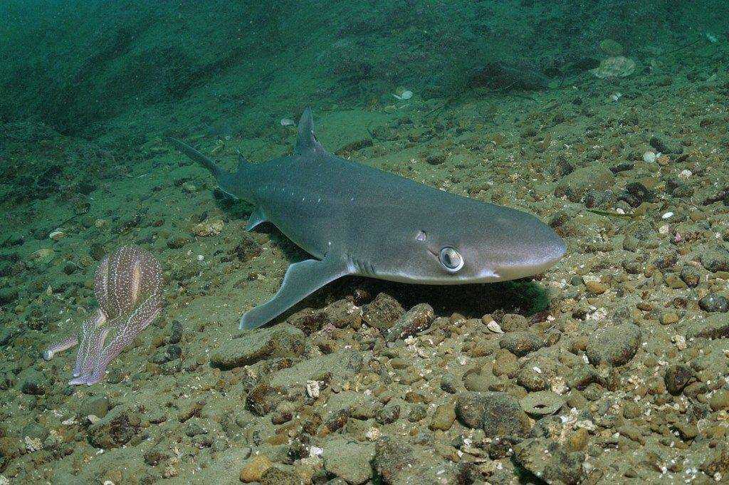Морская собачка (parablennius sanguinolentus) фото, щупальца глаза плавники профиль головы боковая линия морская собачка окрас размеры распространение среда обитания икрометание мальки питается, рефер