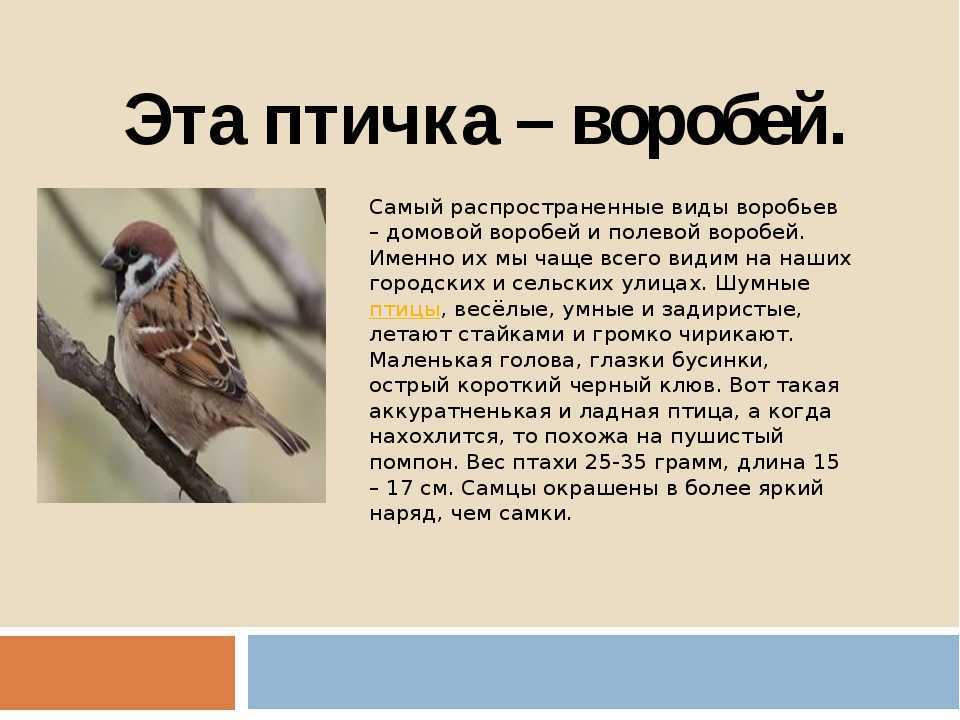 Воробей: внешний вид, фото, особенности, интересные факты, среда обитания