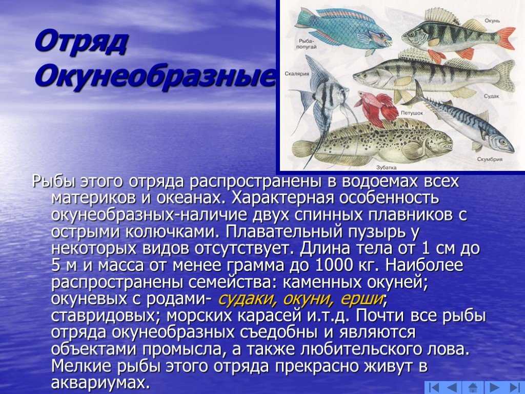 Кузовковые — энциклопедия руниверсалис