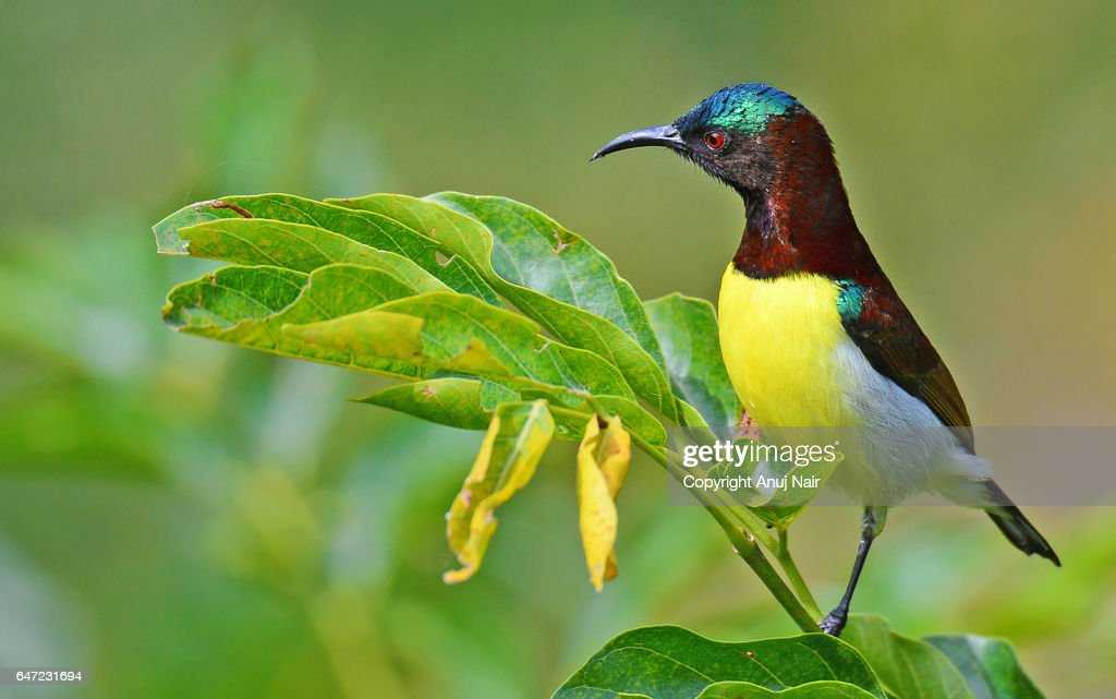 Малахитовая солнечная птица - malachite sunbird