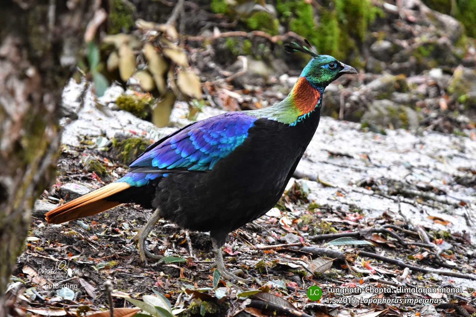 Гималайский монал - himalayan monal