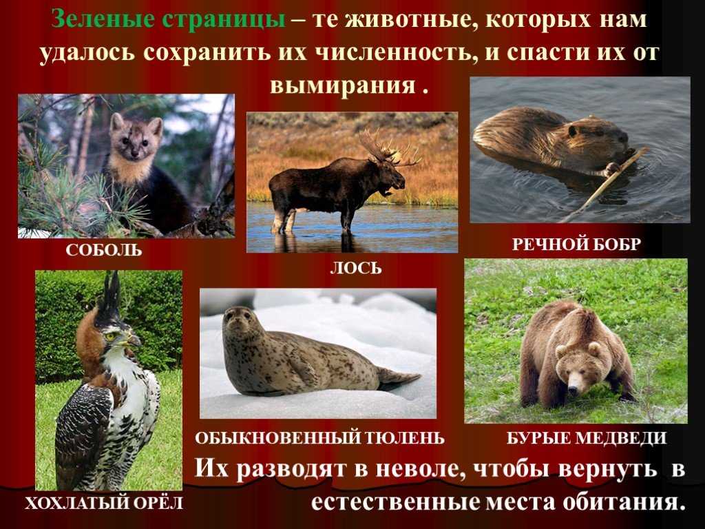 Животные и растения красной книги картинки