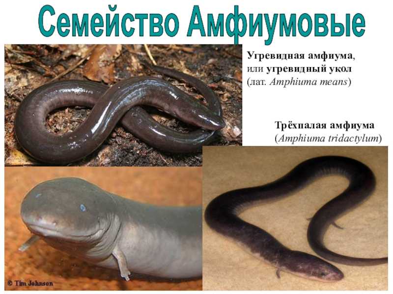 Презентация на тему: "amphiumidae калябина валерия, бб12-04б". скачать бесплатно и без регистрации.