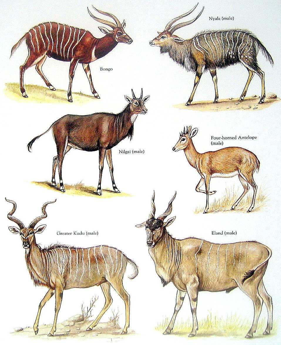 Олени (лат. cervidae)