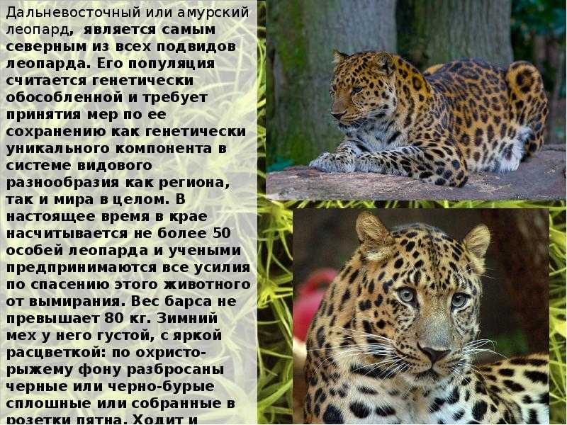 Императорский тамарин – обезьяна с усами