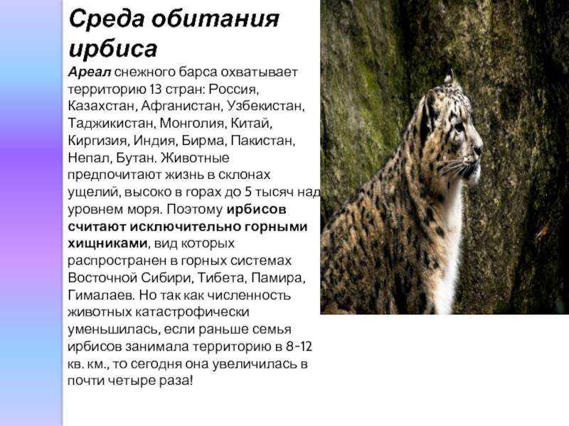 Снежный барс. среда обитания и образ жизни снежного барса | живность.ру