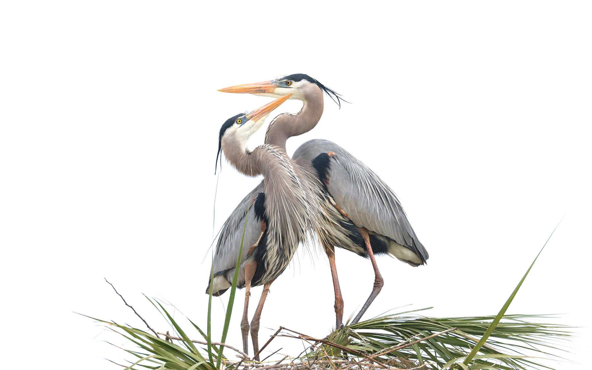 Большая голубая цапля - great blue heron