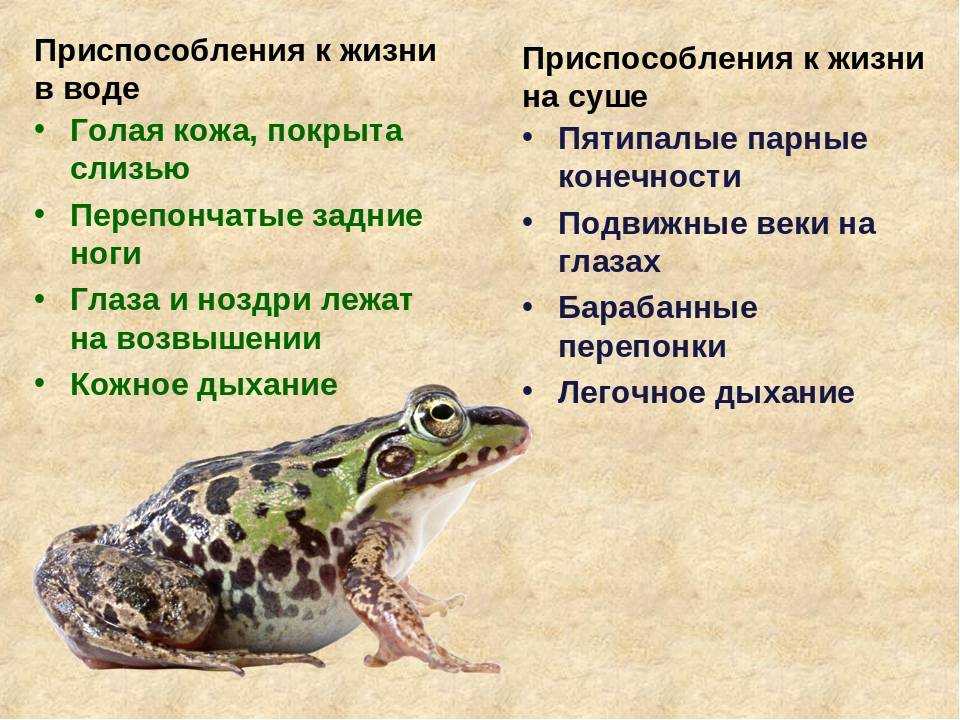 Мантеллы – одни из самых маленьких лягушек. содержание мантелл.