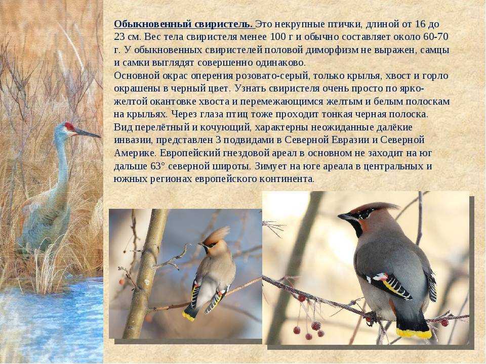 Свиристель птица (описание, зимовка, питание, размножение фото)