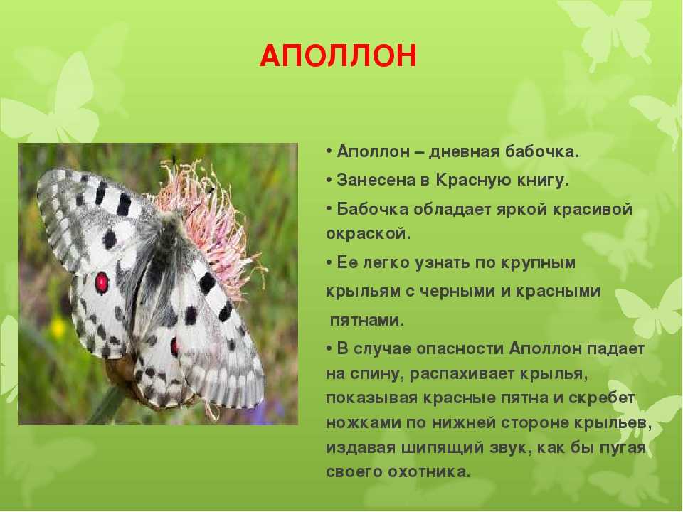 Двупятнистый афодий aphodius bimakulatus