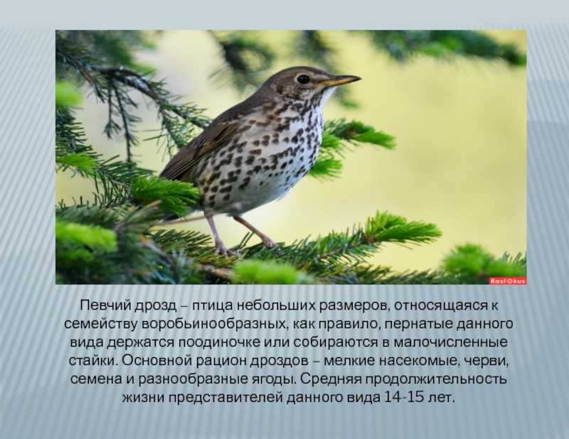 Рыжий дрозд – turdus naumanni (temminck, 1820)
