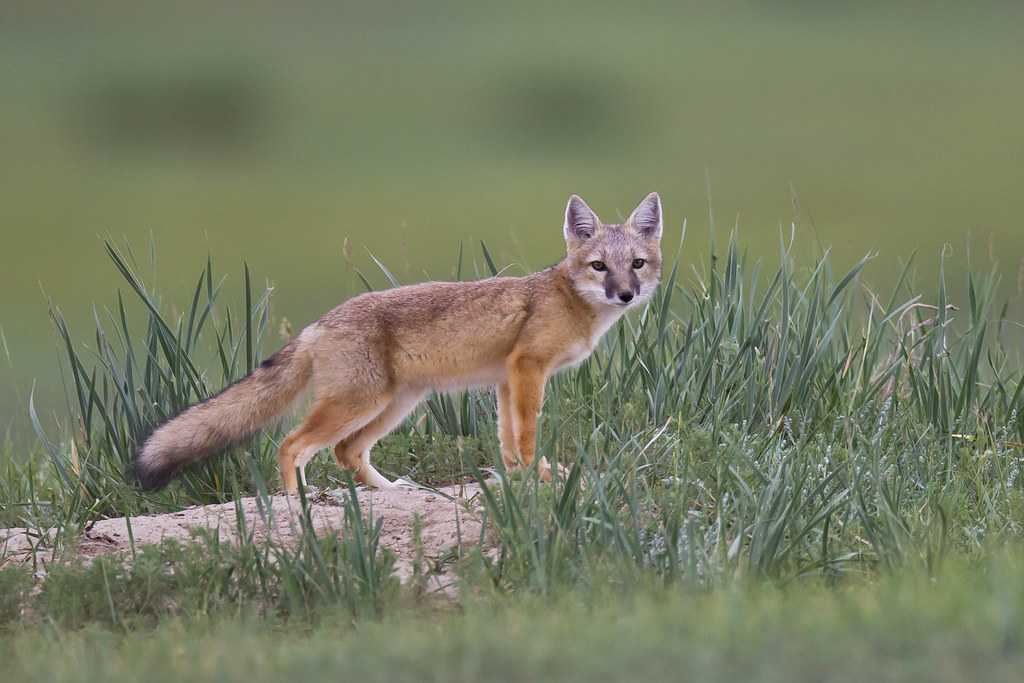 Корсак - интересные факты