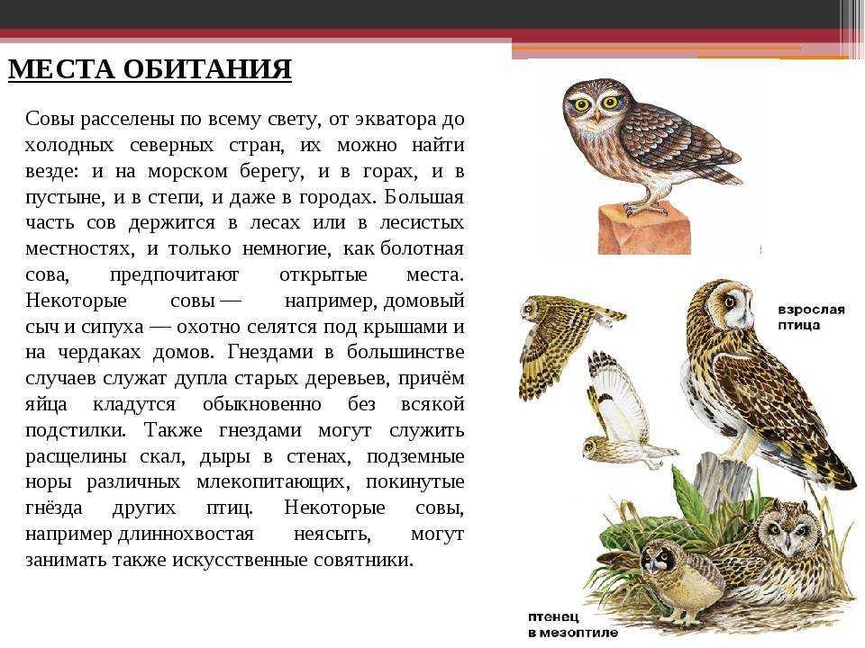 Филин в красной книге россии – чем отличается сова от филина