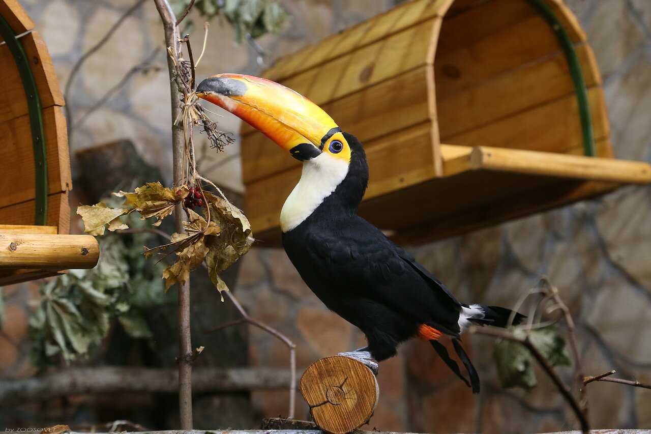 Белогрудый тукан Ramphastos tucanus tucanus обитает в Гвиане, Суринаме, Гайане, Колумбии, Эквадоре, Венесуэле, Бразилии, Боливии и Перу Длина тела этой птицы 50-55 см, вес от 540 до 700 г