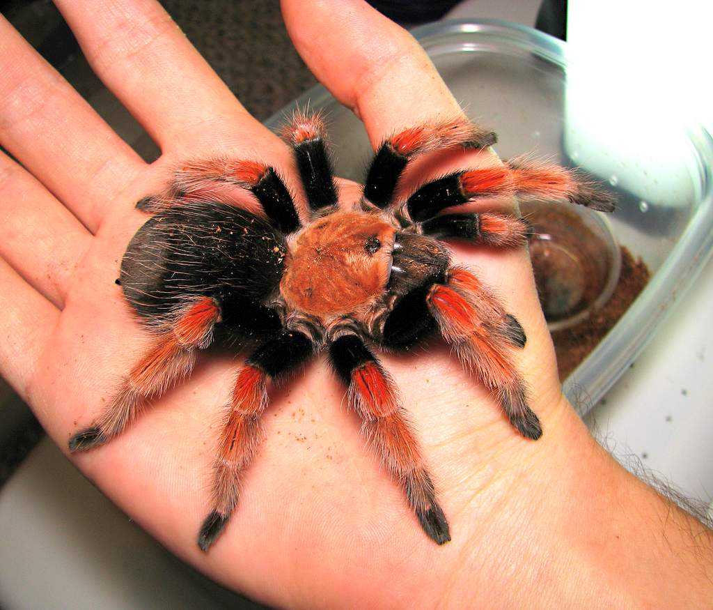 Граммостола розея (grammostola rosea)