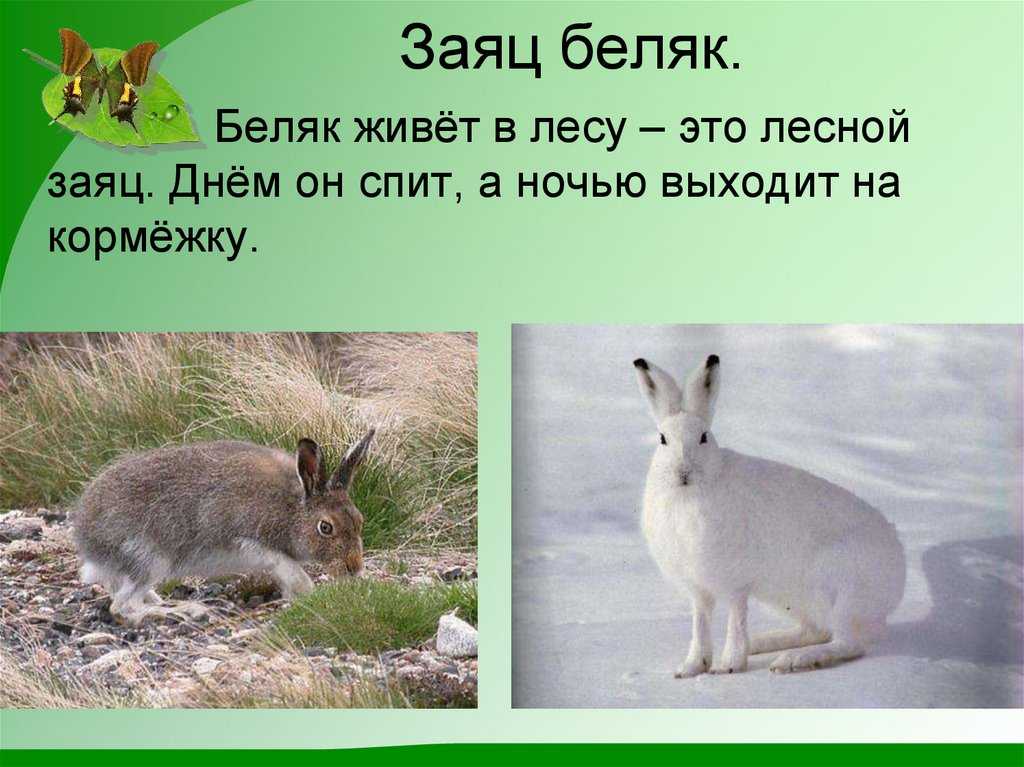 Заяц - виды, где живет, описание, окрас, чем питается, размножение