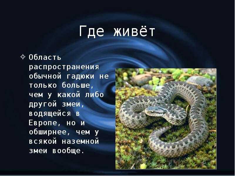 Питон (змея) – описание, фото, виды, где обитает, чем питается
