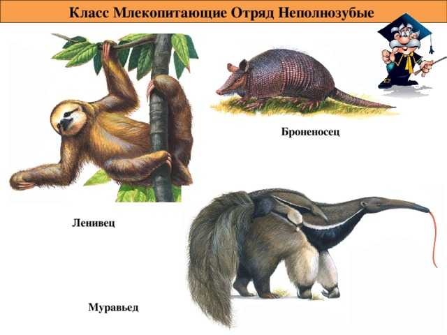Неполнозубые — циклопедия