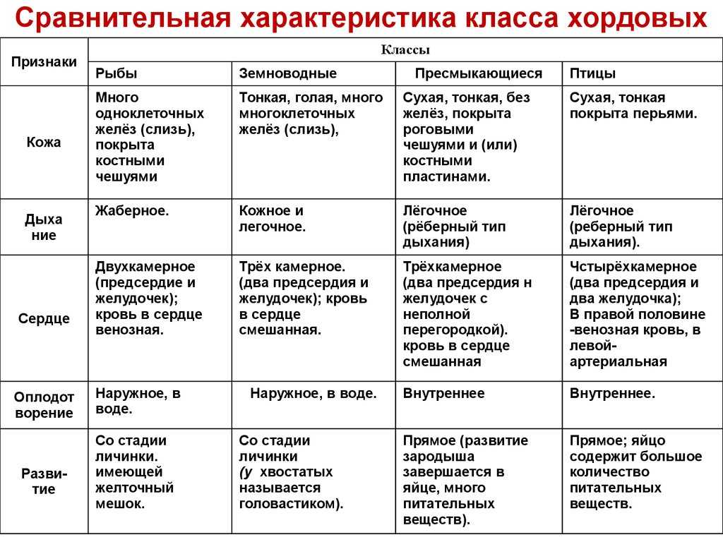 Животные мира – знакомые незнакомцы