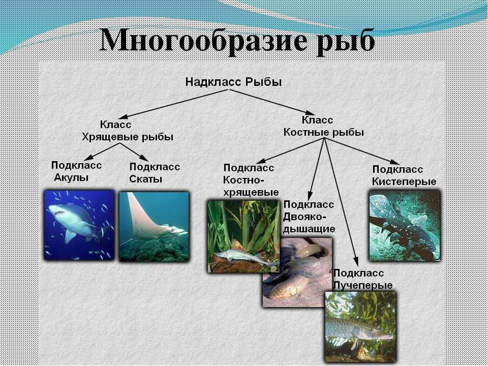 Китайский флейторыл