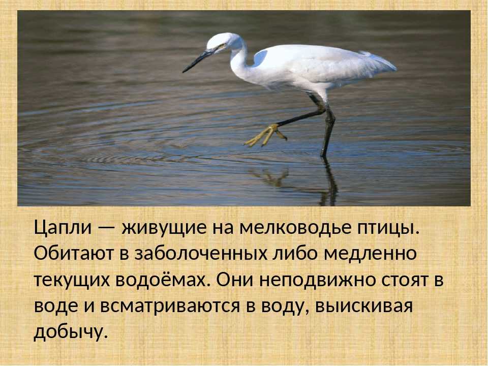 Большая белая цапля  (casmerodius albus). птицы европейской россии.