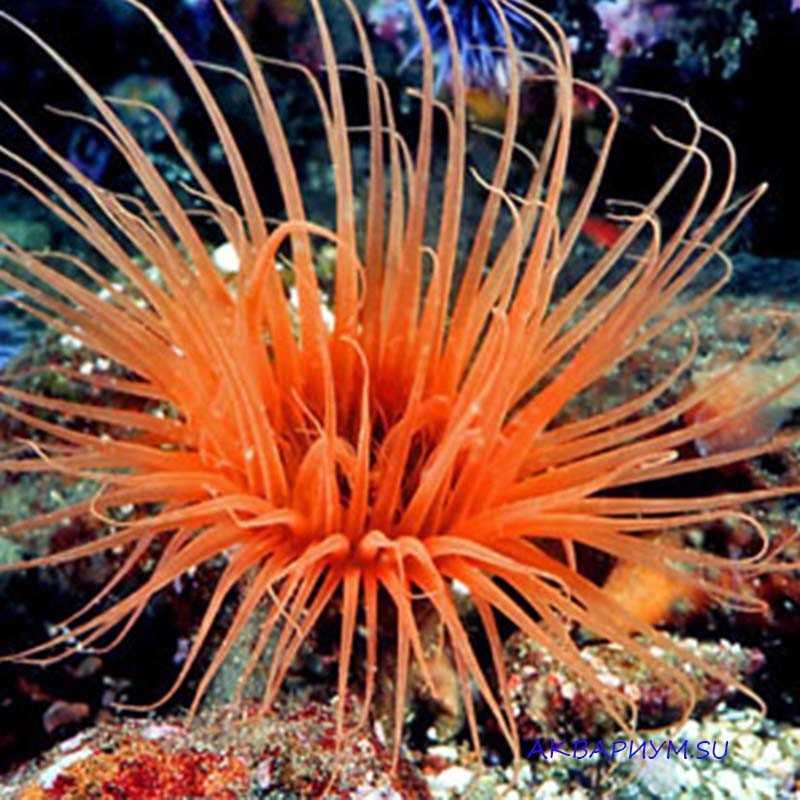 How to care for tube anemones (subclass ceriantharia) | petmd