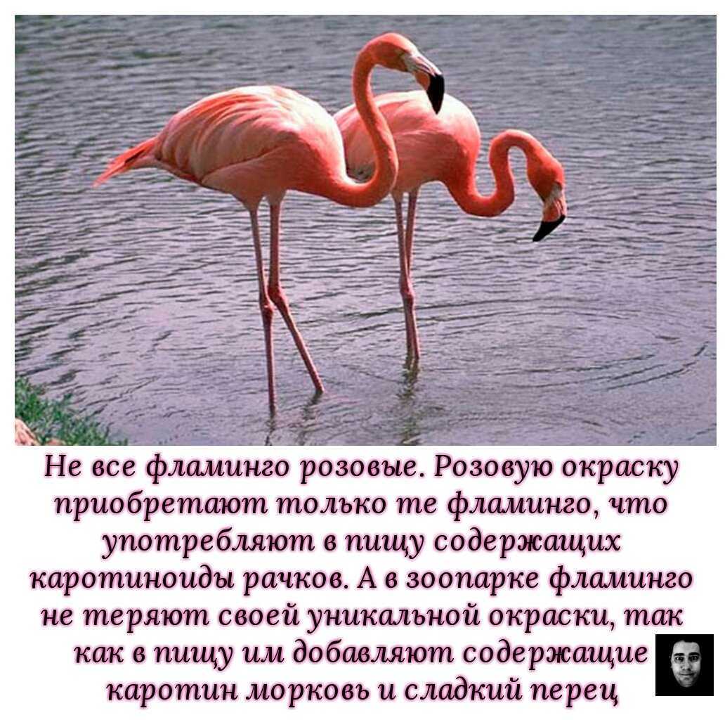 Обыкновенный фламинго: распространение, численность, охрана.