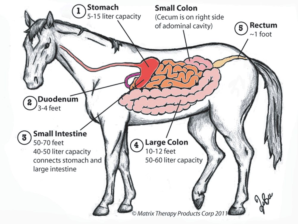 Blocking the horse. Пищеварительная система лошади анатомия. Система пищеварения лошади. Система пищеварения лошади схема. Кишечник лошади анатомия.