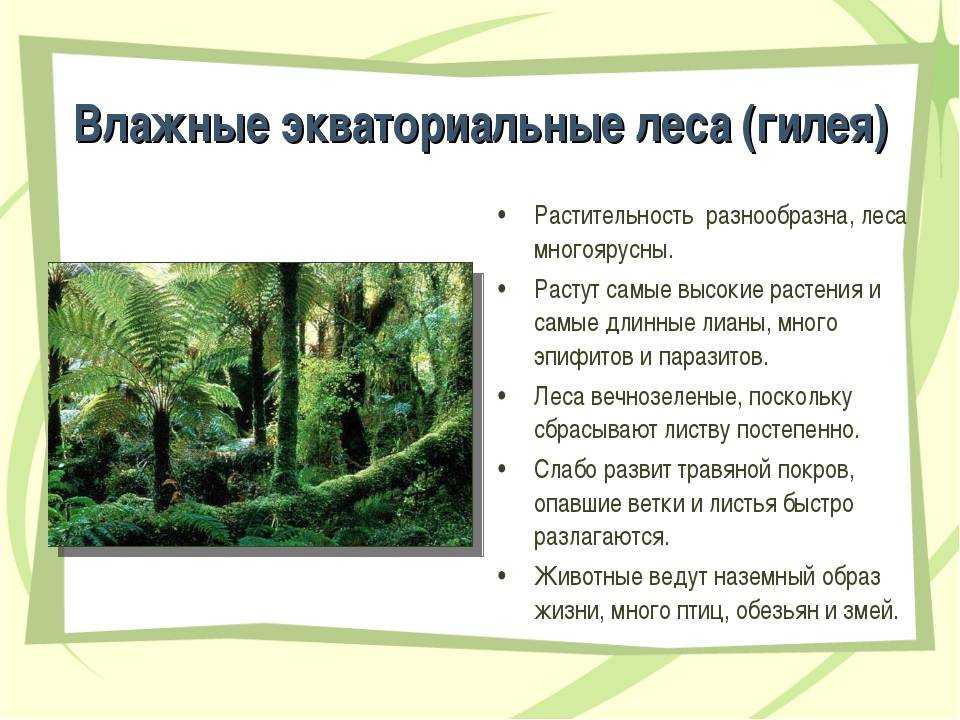 Эквадорский жабоголовый ботропс (bothrops campbelli) — ботропс кэмпбелла