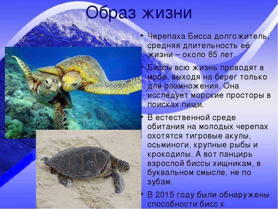 Черепаха: все самое интересное о повадках, образе жизни