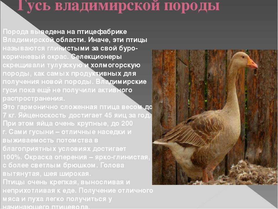 Крупная серая порода гусей: фото, описание, характеристики