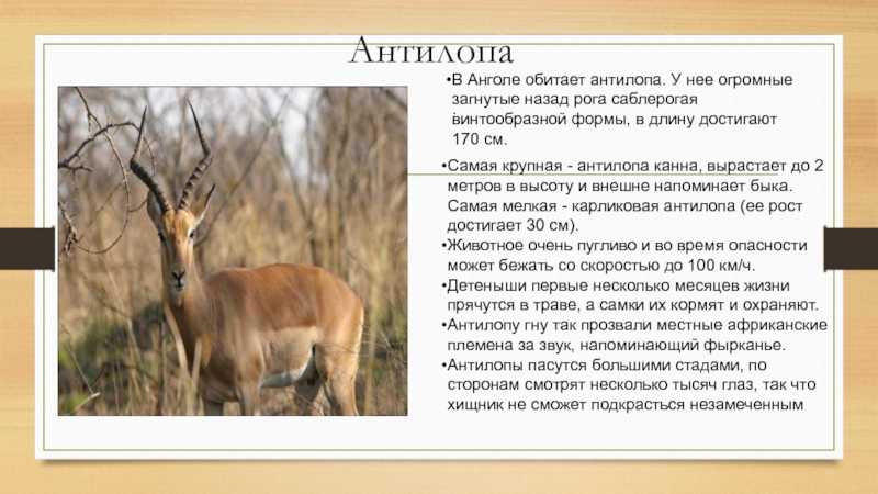 ᐉ виды антилоп список по алфавиту - zoomanji.ru