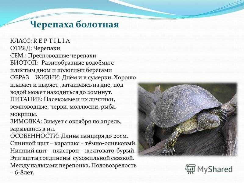 Черепаха