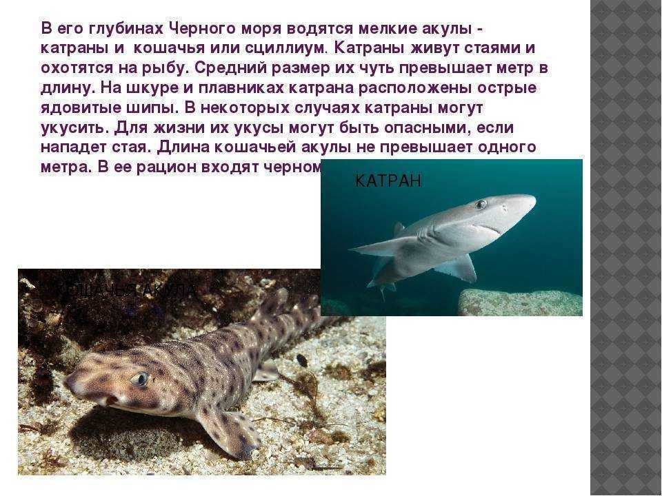 8 видов аквариумных мини акул: питание и совместимость с другими рыбами