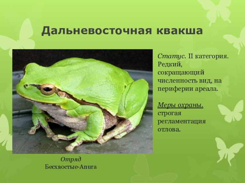 Жаба: внешний вид, фото, особенности, интересные факты, среда обитания