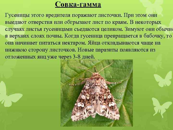 Ссылка на список желаний