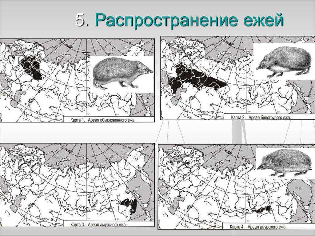 Песчанки – описание, фото, виды, образ жизни