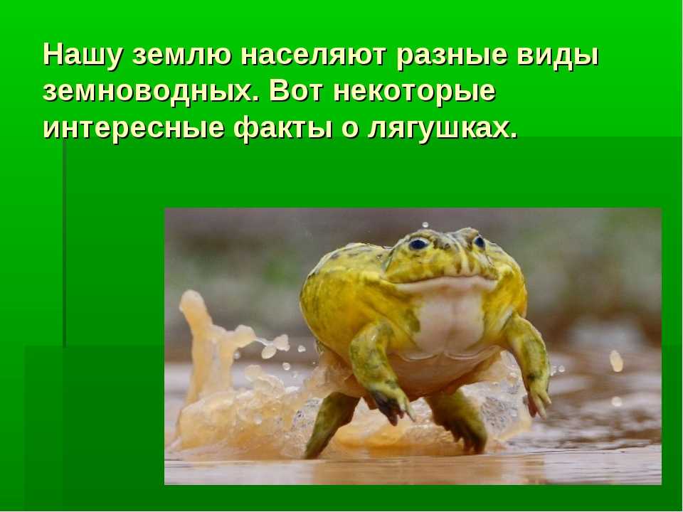 Панголин животное. описание, особенности, виды, образ жизни и среда обитания панголина