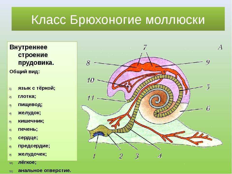 Харония