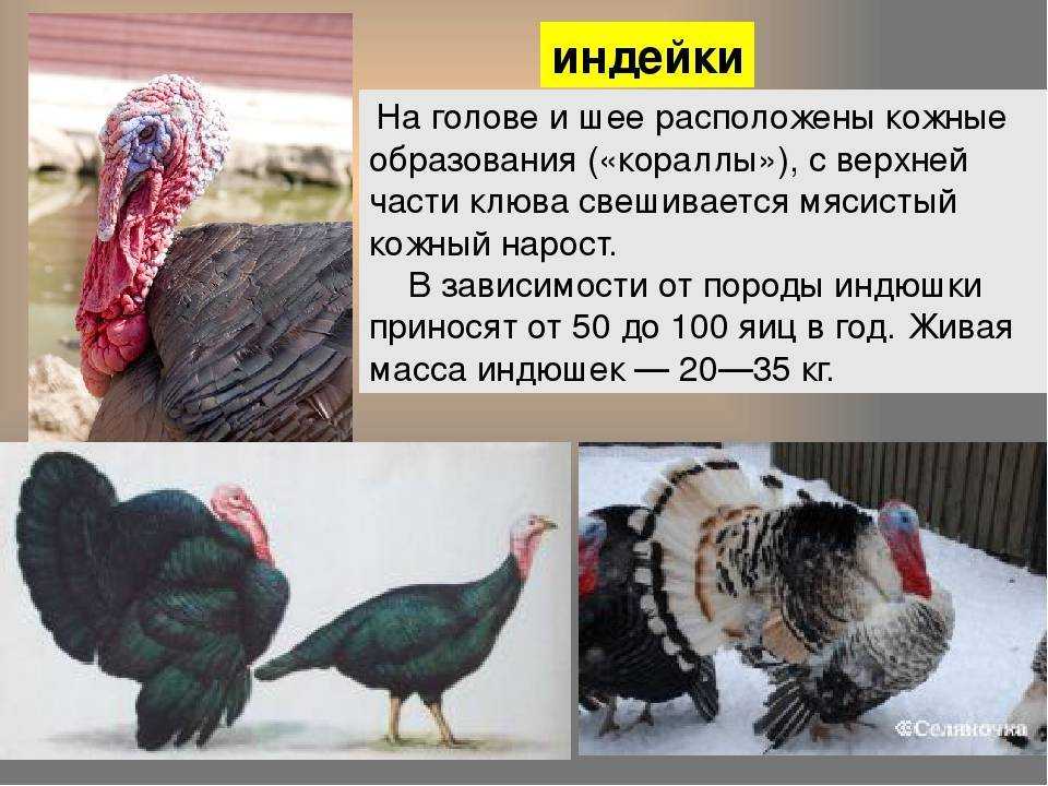 Самые популярные породы и индеек для домашнего выращивания