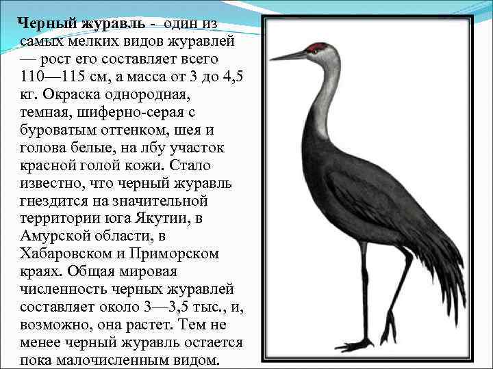 Журавль (60 фото): описание птицы, среда обитания и чем питается