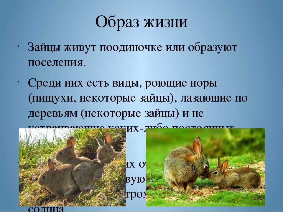 Заяц: виды, размножение, питание, места обитания, фото, описание, враги, внешний вид