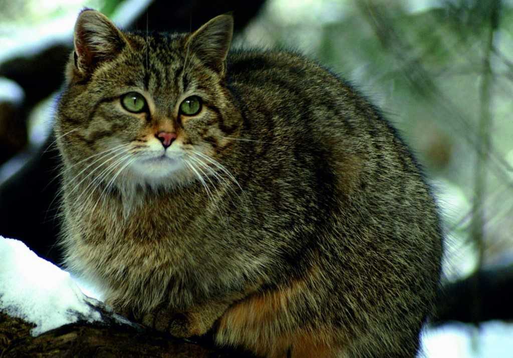 Кто такая лесная европейская кошка