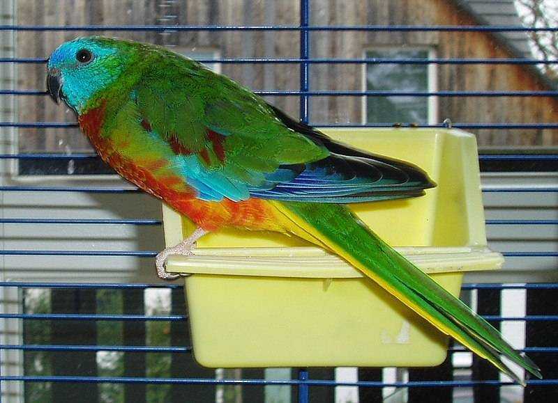 Красный попугай / на латыни: amphilophus citrinellus (или paraneetroplus synspilus)