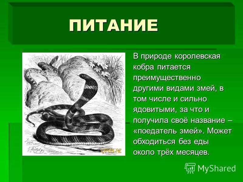 Презентация о змеях. Доклад про змею кобру. Интересные факты о змеях для детей.
